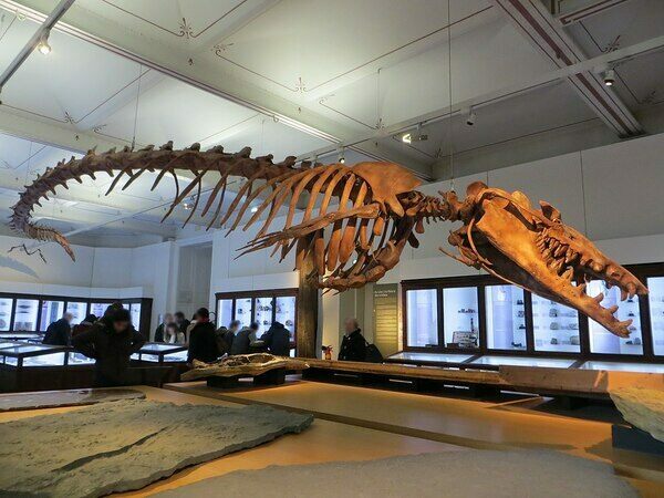 A mounted Basilosaurus isis skeleton at the Nantes Natural History Museum.